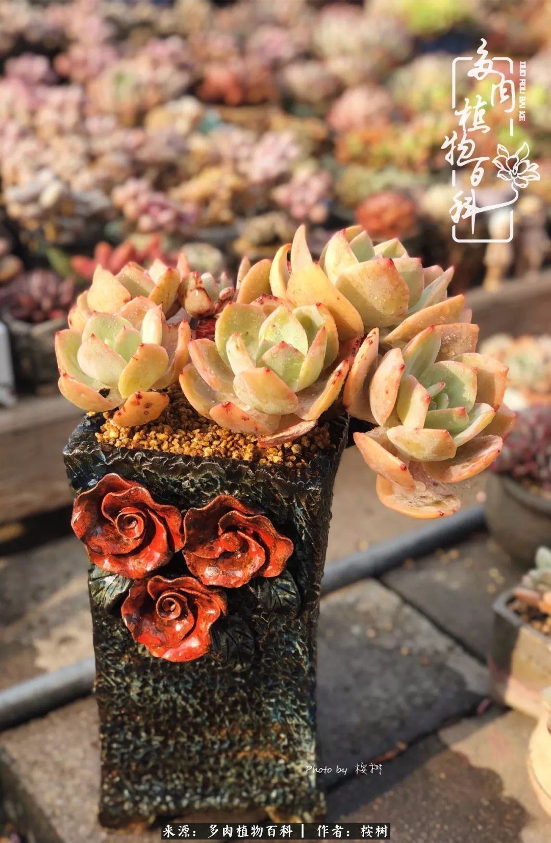 多肉度夏经验谈四季皆露养,兢兢业业养肉三年半!