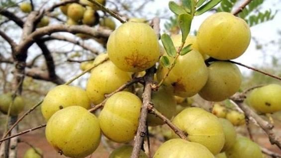 女性不想子宫早衰,晚上当零食吃几颗,滋养卵巢,赶走妇科病