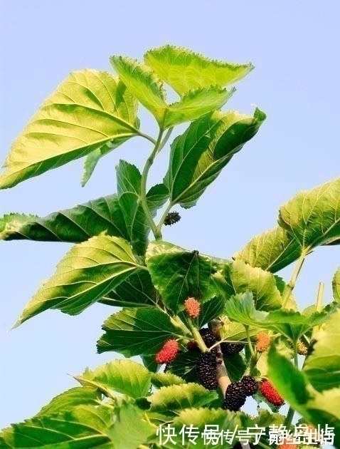 中药学|请注意,如果家有桑树,“此时”请采收2种药材,错过了很可惜