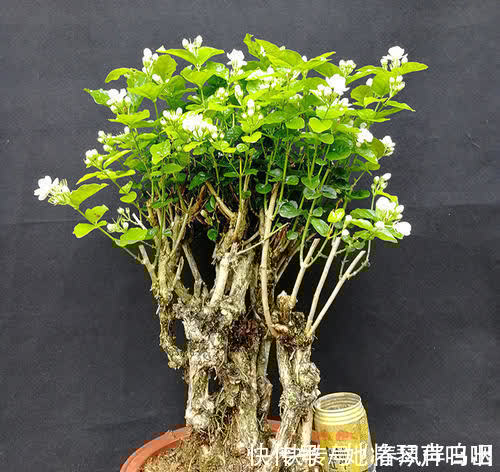 花卉|养了3年的茉莉花变老桩,长成“巨无霸”,清香宜人大半年!