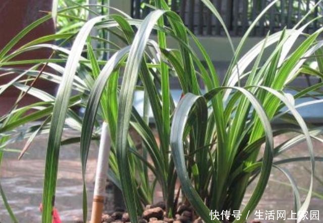 春天养兰花似韭菜该怎么办3种肥料,让它叶片肥美、开花勤!