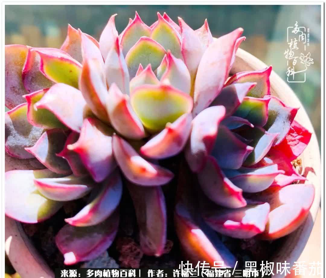 尖尖|养多肉两年,美丽与赏心悦目并存!