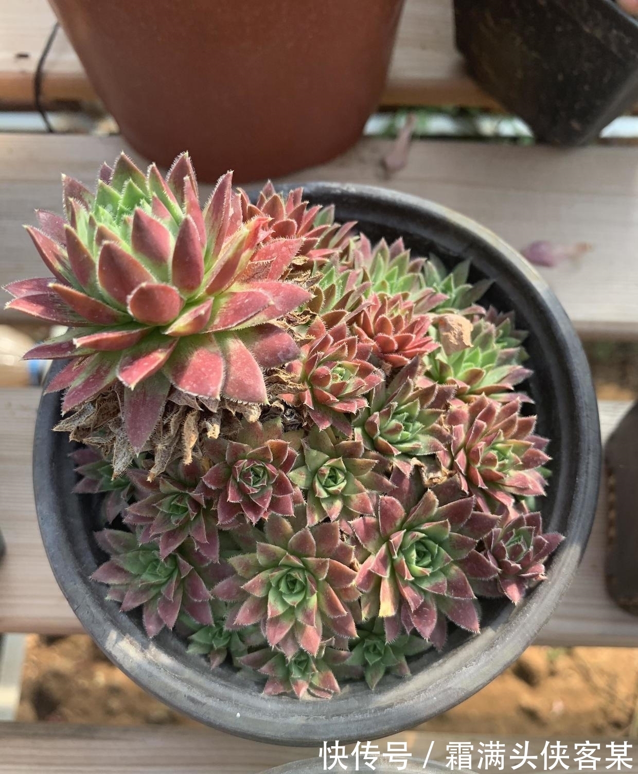 新手|这些价格便宜的多肉,好养,容易出状态,最适合新手花友养