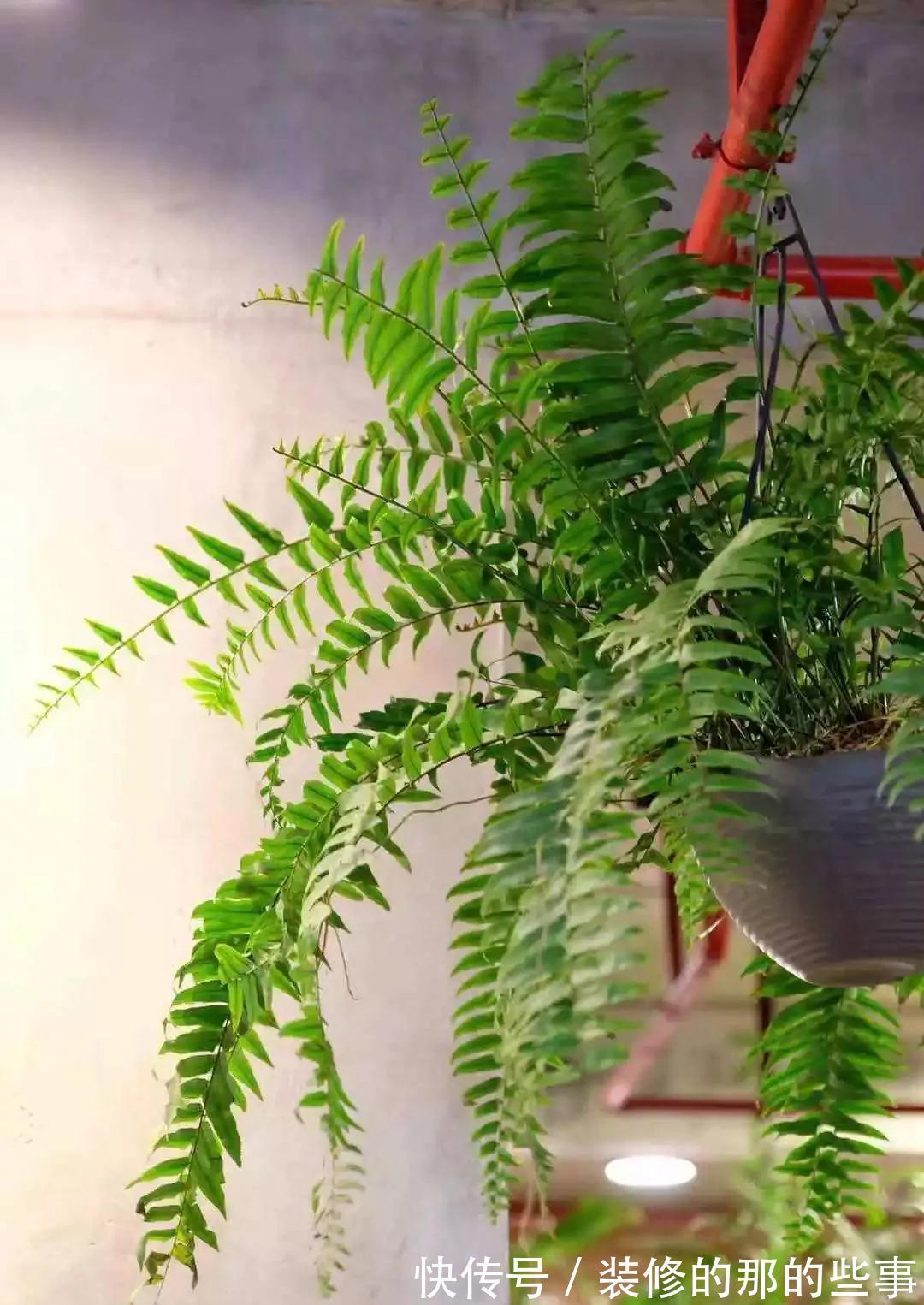 霸王蕨|你在养花,其实花也在养你,5种花养家里,比空气净化器还好用