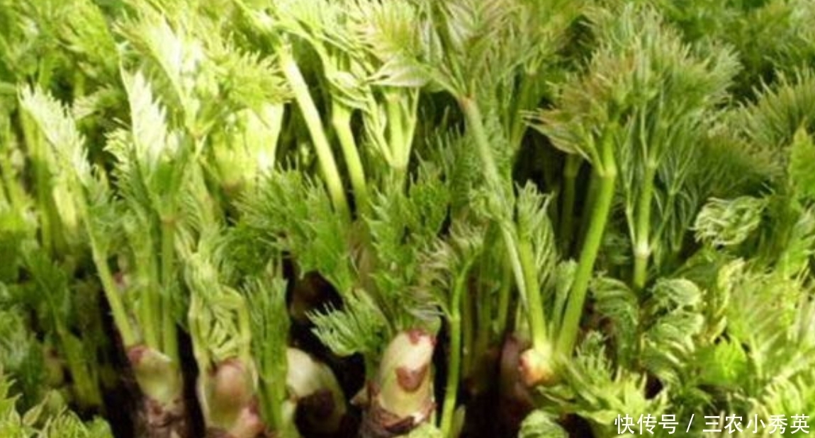营养价值|乡下一种常见野菜,美味又营养,市场上很受欢迎