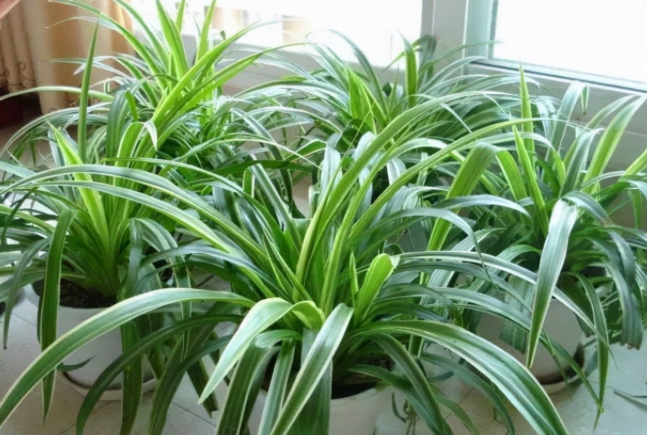 这些漂亮花，还不到搬出门的时候，再等半个月，冻死就不好了