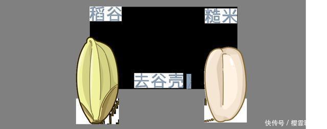 中国人吃的白米饭，其实是“最差的主食”原来这么多年都吃错了