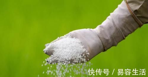 养花一定要戒掉的坏习惯，不然家里全是空花盆，啥花也养不好