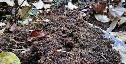 兰花可以用土来栽种吗？可以！但要分清三种两大类