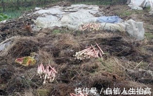 芳香脂|农村草堆里长出一种植物,吃起来非常可口,你知晓不?