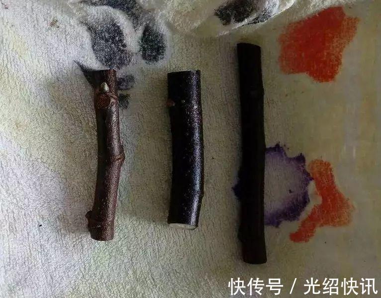 大粗杆插土里,7天生根,当年结果压弯枝,不用买水果了!