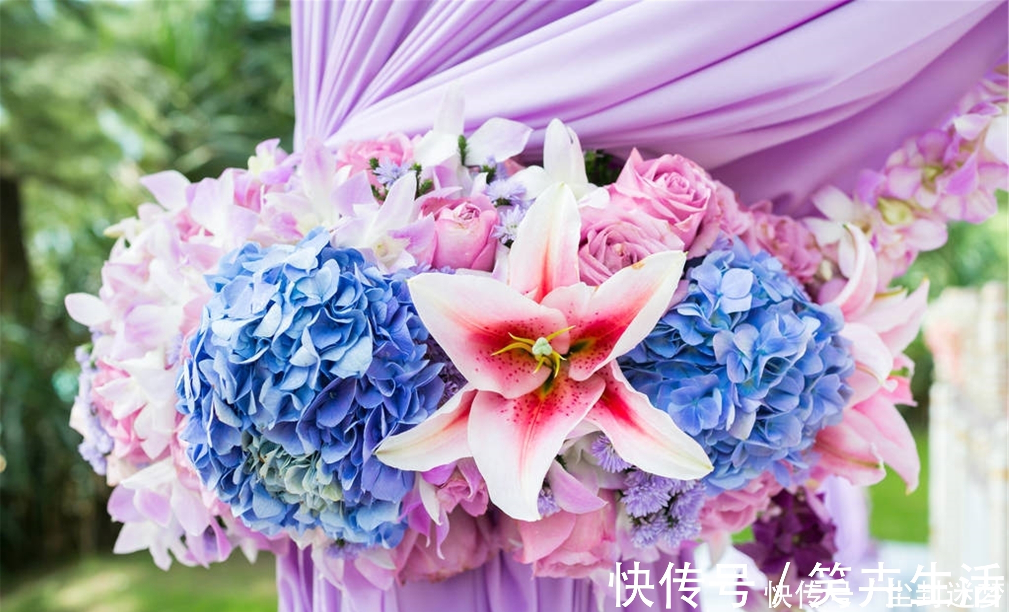 4种年宵花,盆栽美丽、插花诗意,高端大气春暖花开、幸福四季