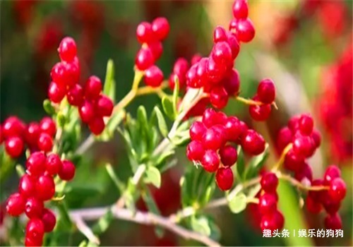 白刺果|女性不想显老,不妨多吃此食物,排毒养颜,补血美容,增强记忆力