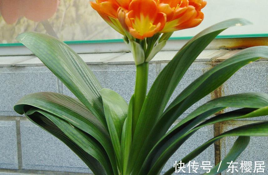 君子兰冬季几天浇一次水最合适,干而不燥,润而不湿要知晓