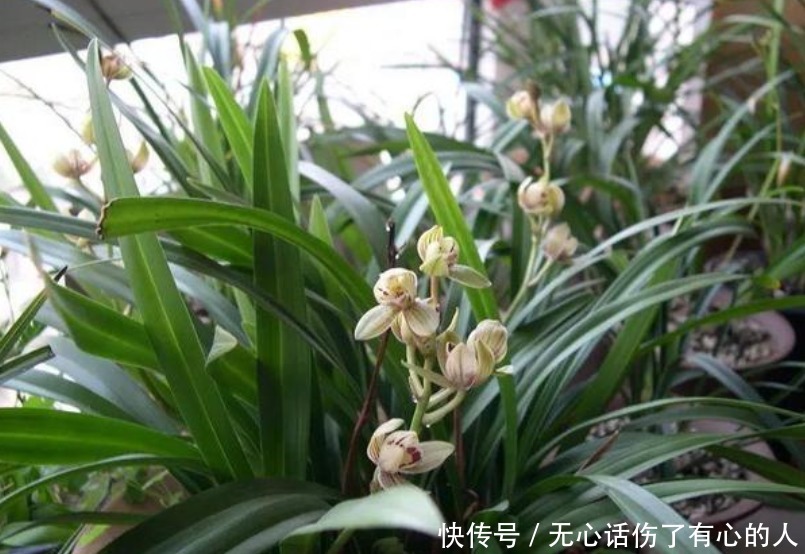 养花就养“5种花”，不仅能净化空气，最关键还旺财又镇宅！