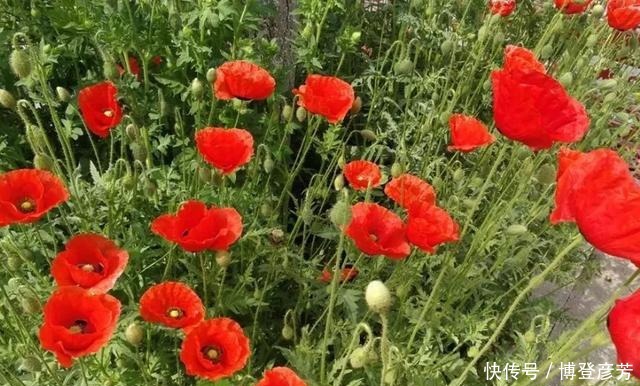 灵璧,开满虞美人花的绝美古城