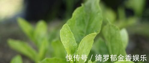 瓜子菜|农村这种野菜是降血糖明星,每天吃一点,稳定血糖,身体一级棒!