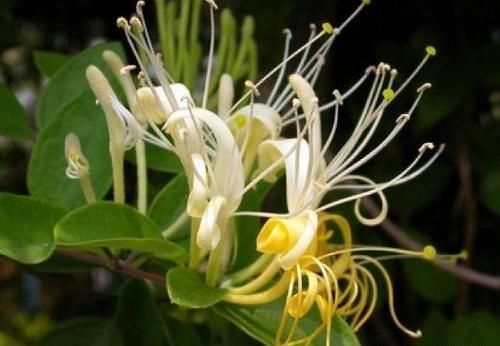 女性想要抗衰老，三种食物换着吃，养护肝脏，调理气色，早吃早好