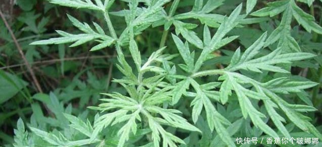 男女|艾葉煮水真是太厲害了，解決了男女不少的麻煩，現(xiàn)在明白還不晚！