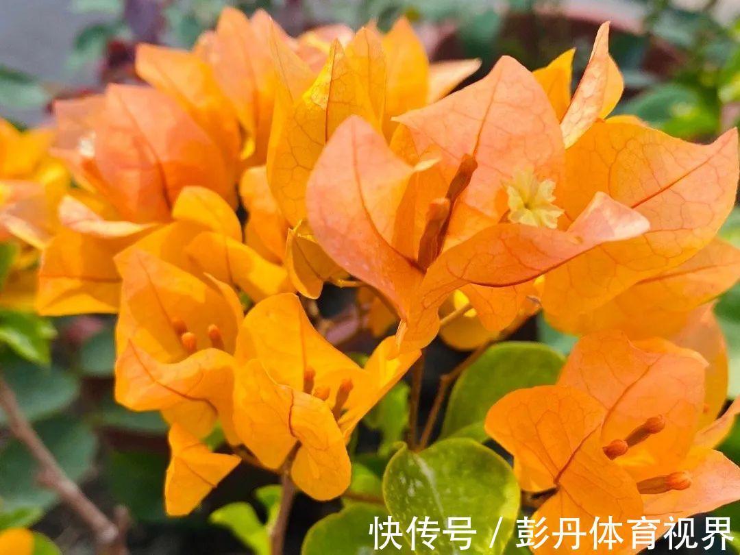 叶子|十月养这花,撸叶子、少浇水,10天冒出大花苞!