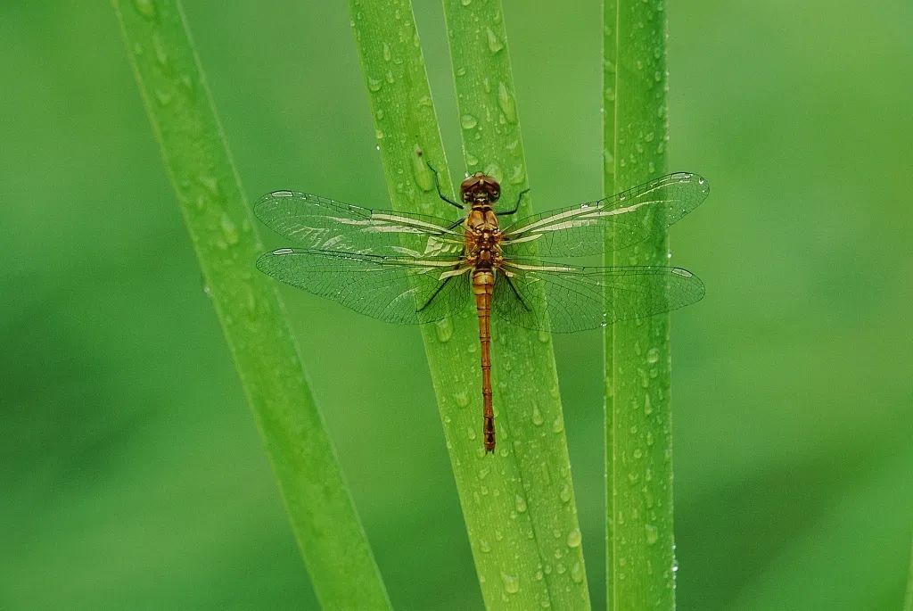 张亚平&优谷朗读亭,那座小花园是我们家最亮的地方