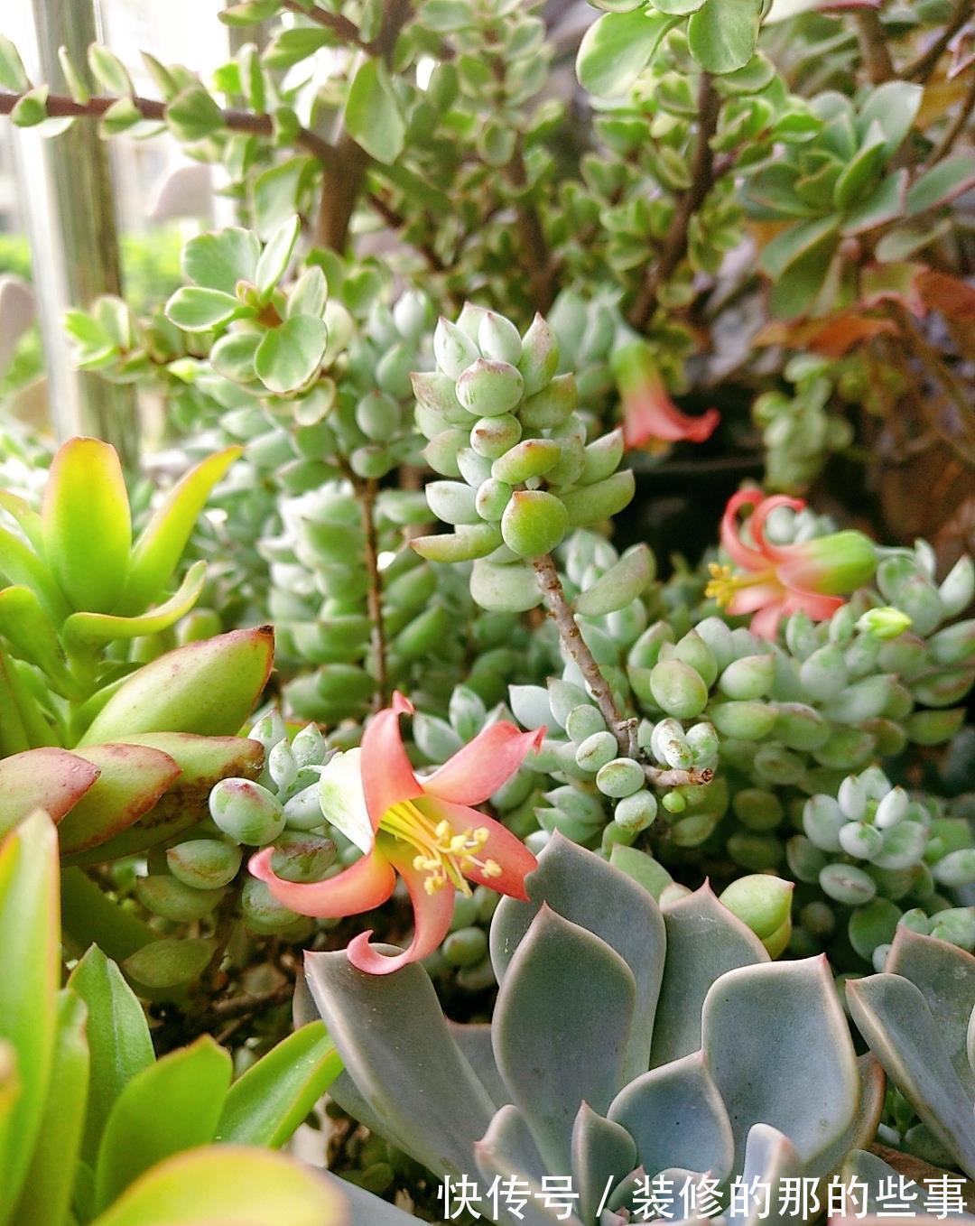 三伏天多肉易化水,停止“一动作”,否则易恶化,甚至摊大饼