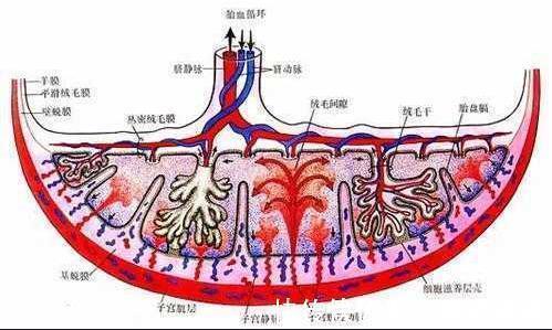 胎盘|分娩后,胎盘是“吃了”还是“埋了”处理方式不同结局天差地别