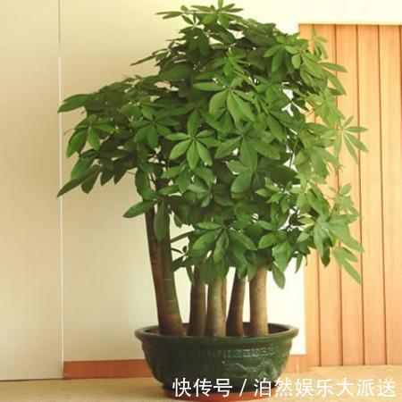 玉树|适宜客厅养的3种耐旱花，30天浇一次，茎壮花爆盆，叶子巴掌大