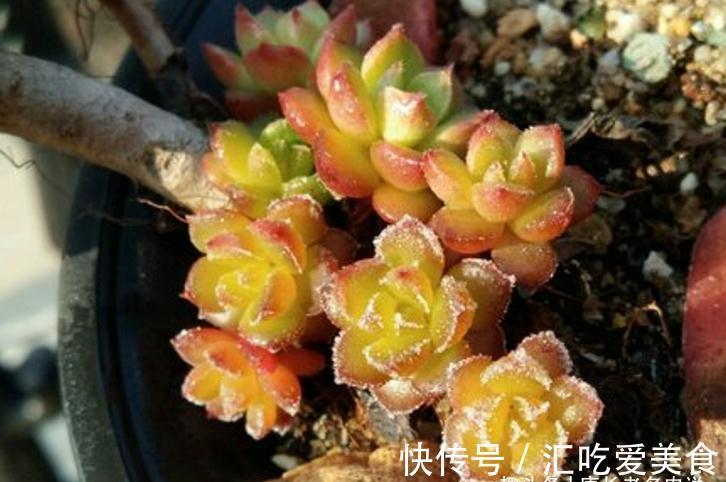 多肉|多肉没收进室内,被冻得嘎嘣脆?别扔,这样处理兴许还能活过来