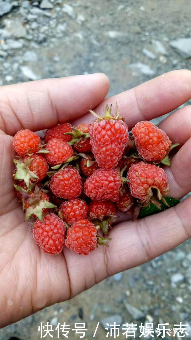 农村这些美味已经很少见了,这个代表童年记忆野果,你还记得吗
