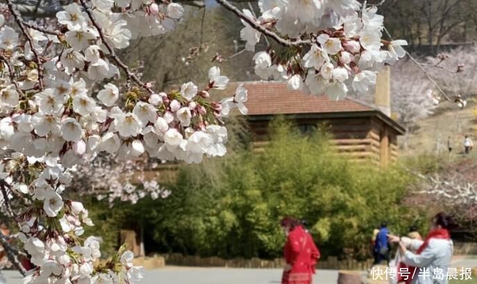 龍王塘櫻花園花開襲人 中國熱點