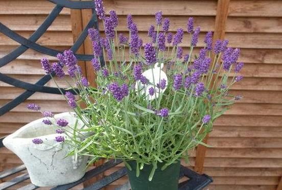 蚊香不能常用,养上此3种植物,蚊子再多,也能睡个安稳觉