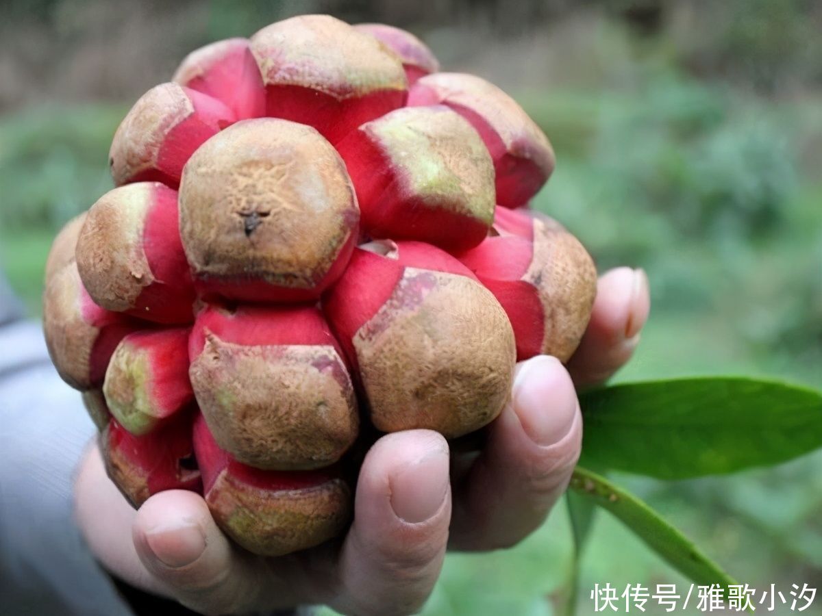 黑老虎|“恶魔果实”现实版，一个售价30元，哈！吃了会变成橡皮人吗？
