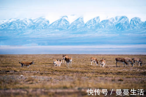 天路|中国“最大的无人区”可可西里，到底有多危险？如今算明白了