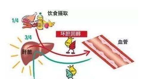 甘油三酯|血脂升高是肉吃多了辟谣并非如此!告诉您血脂升高的真相!