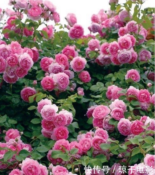 居家就养此款花卉,开花大又香,开出一片花海