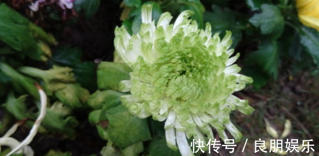喜欢菊花,不如养盆优良名菊‘绿萍’颜色嫩如玉,清新淡雅