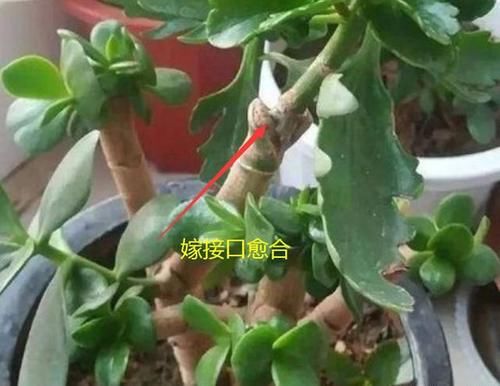 可以互相嫁接不同颜色的长寿花吗？应该如何嫁接？