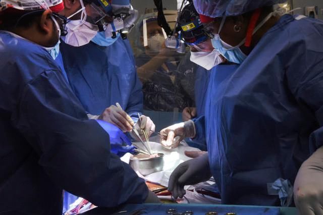 病人|美国医生首次将猪心脏移植病人体内，3天后患者情况良好