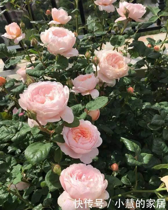 冬天埋点肥,明年花儿多3倍,轻松爆盆!