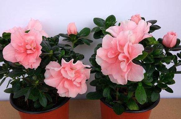 栀子花,杜鹃花总黄叶把它兑水浇盆里,再也不用担心黄叶