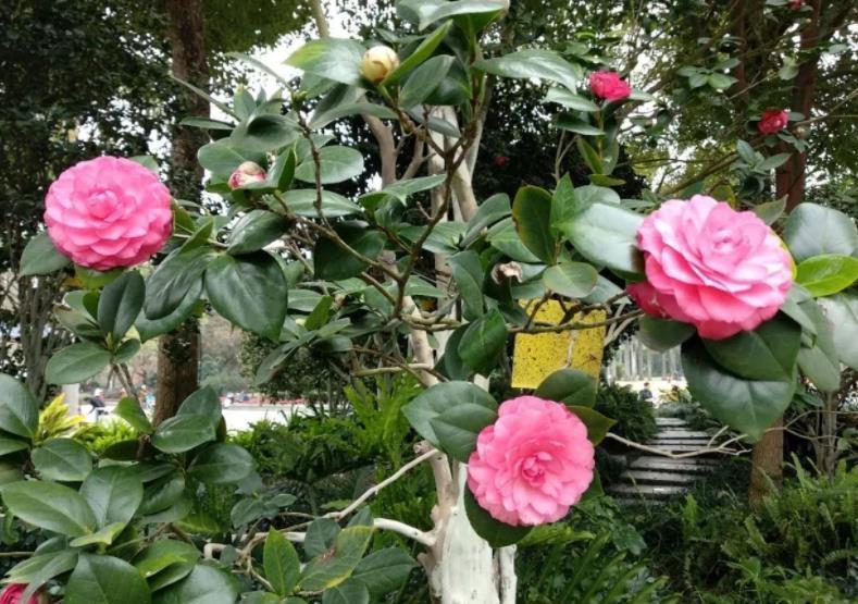 秋冬茶花有“3怕”，掌握不当难开花，避开了花大色艳，开满枝头