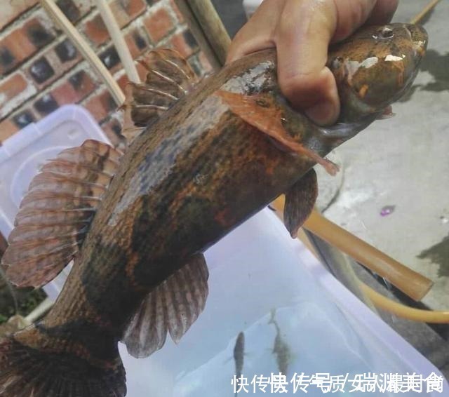 这种“入侵”鱼很成功，和沙塘鳢很像，现在又被吃成“高价美食”
