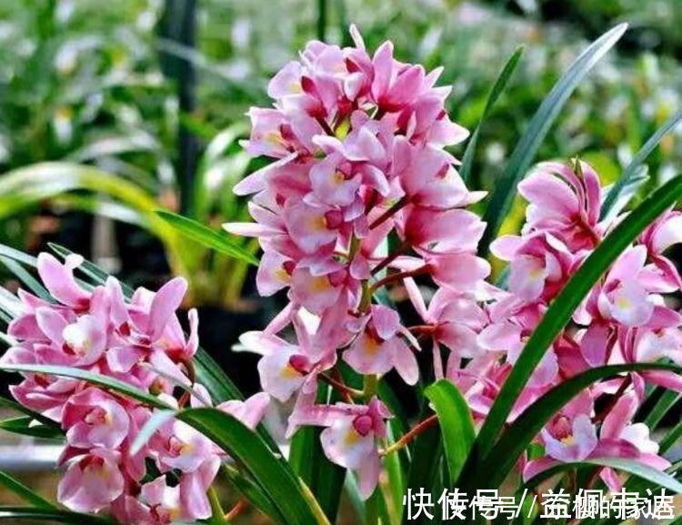 状元|4种“女神花”,婀娜多姿,漂亮高贵优雅,四季繁花似锦,美