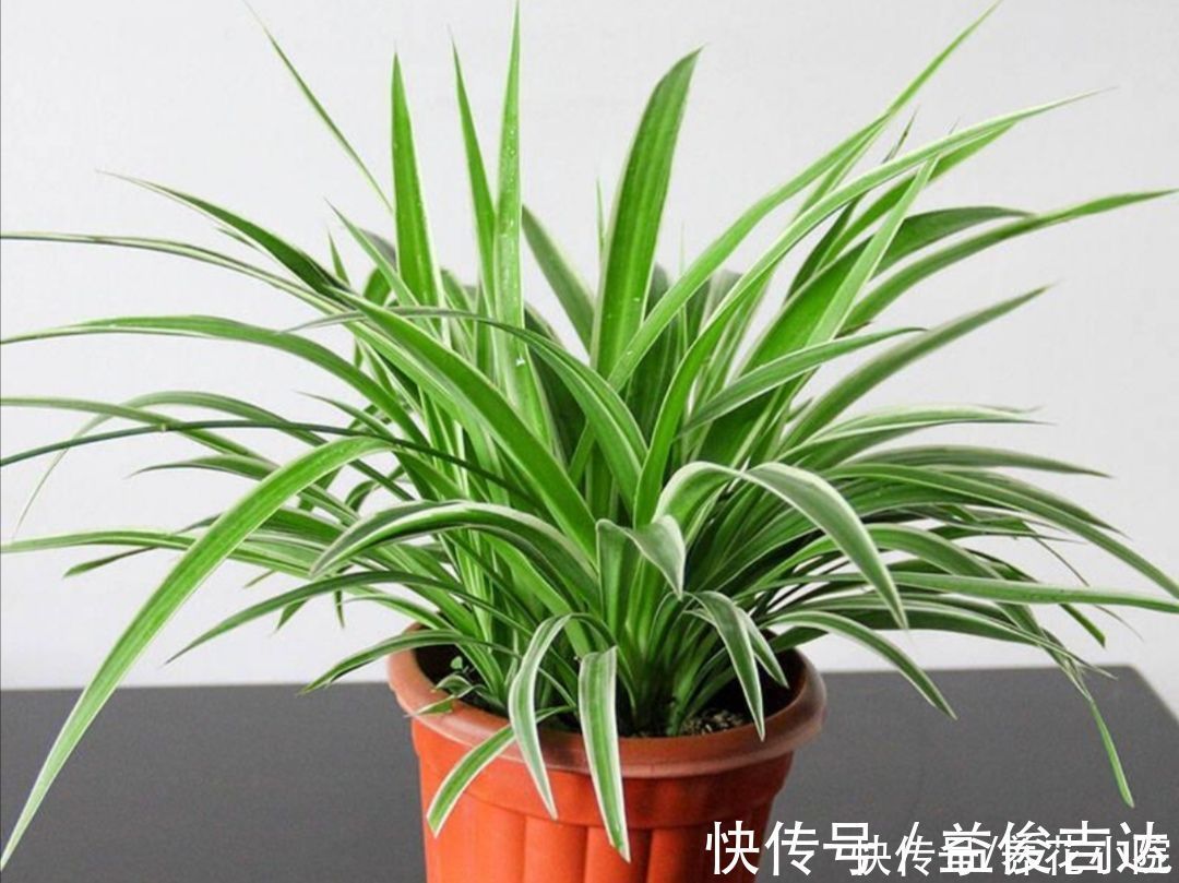 漂亮|8种漂亮的绿色植物，只观叶不看花，养在室内空气好