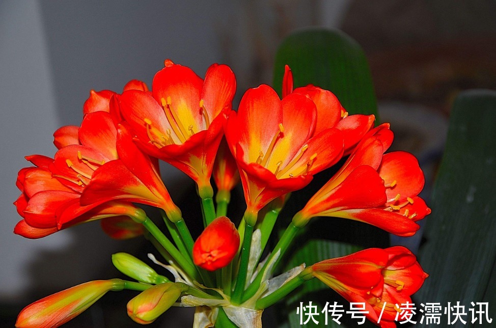 养君子兰的几个小技巧,开花就爆盆,叶子整齐不歪斜