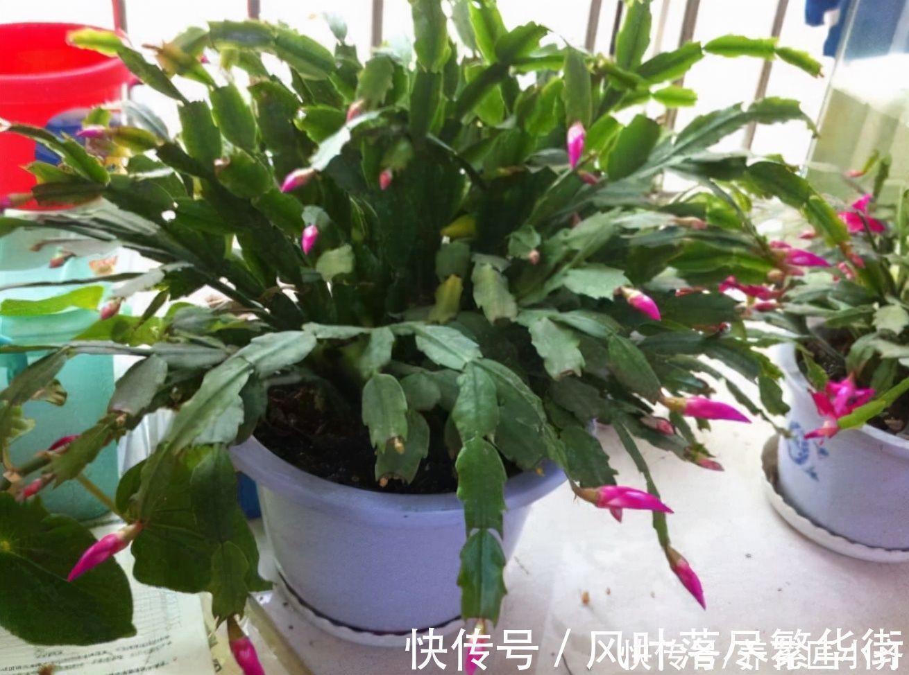 新叶|蟹爪兰要不要掐叶子？掐对就能开花多，掐错一个花苞也不长