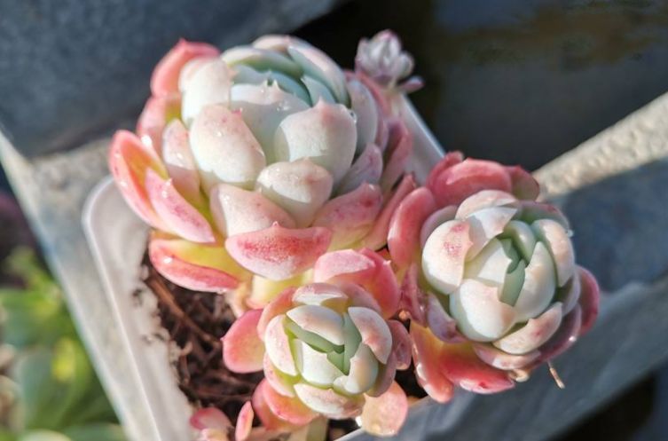 贝瑞|冰梅和双子贝瑞,一直分不清的2种多肉,养过才知道起码有4点区别