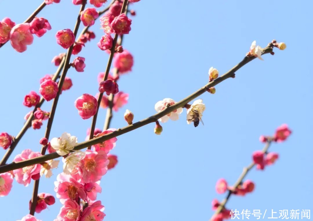 如潮|暖风吹，花香浓！节后首个休息日，世纪公园人气旺