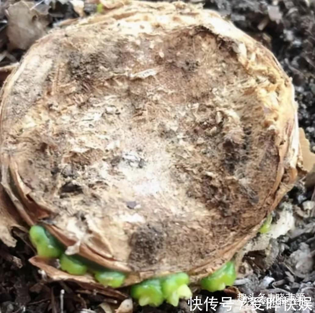 新根|4种“吉利花”，被水浇死了不要扔，简单处理又能长满盆